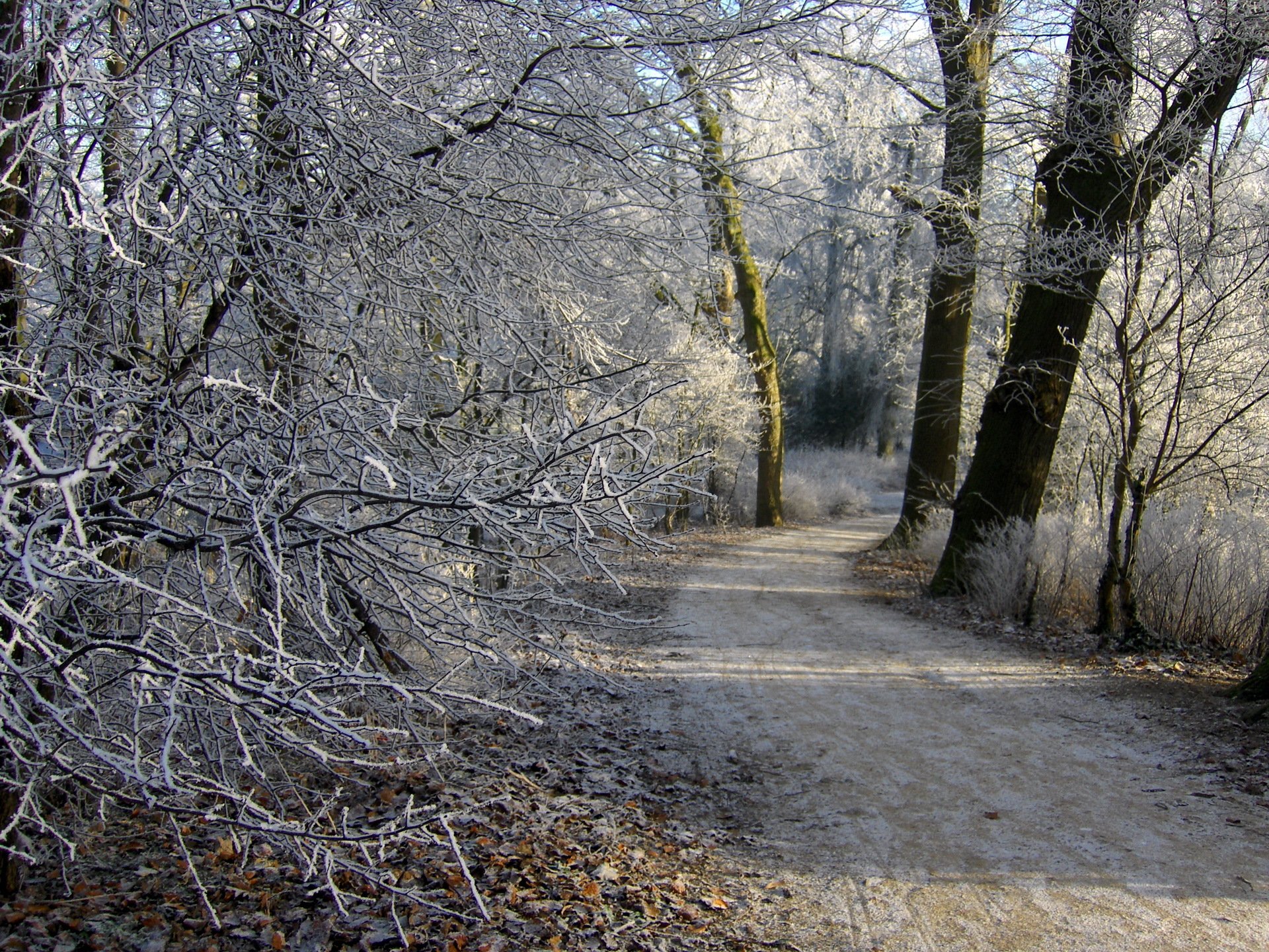 winter wald fußweg frost