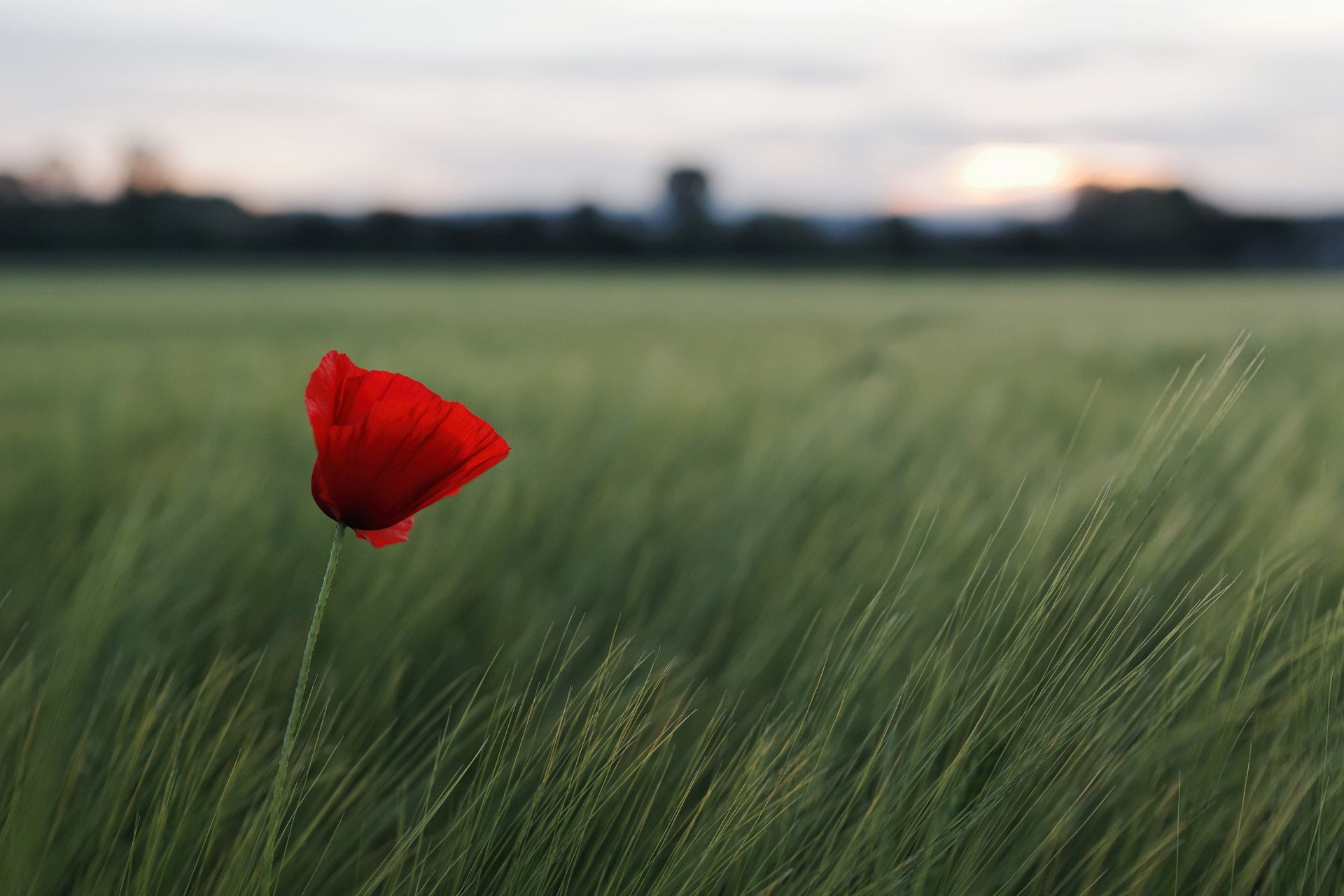 fleur rouge herbe champ nature