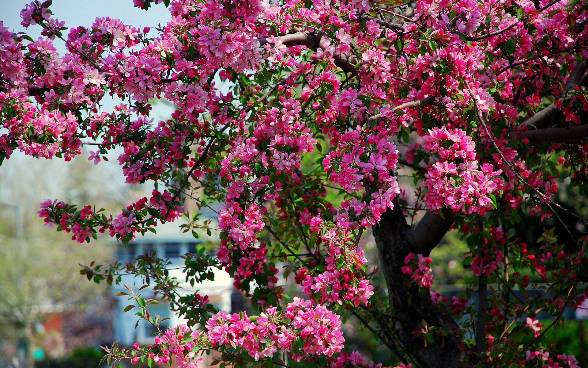 arbre pommier floraison fleurs rose printemps