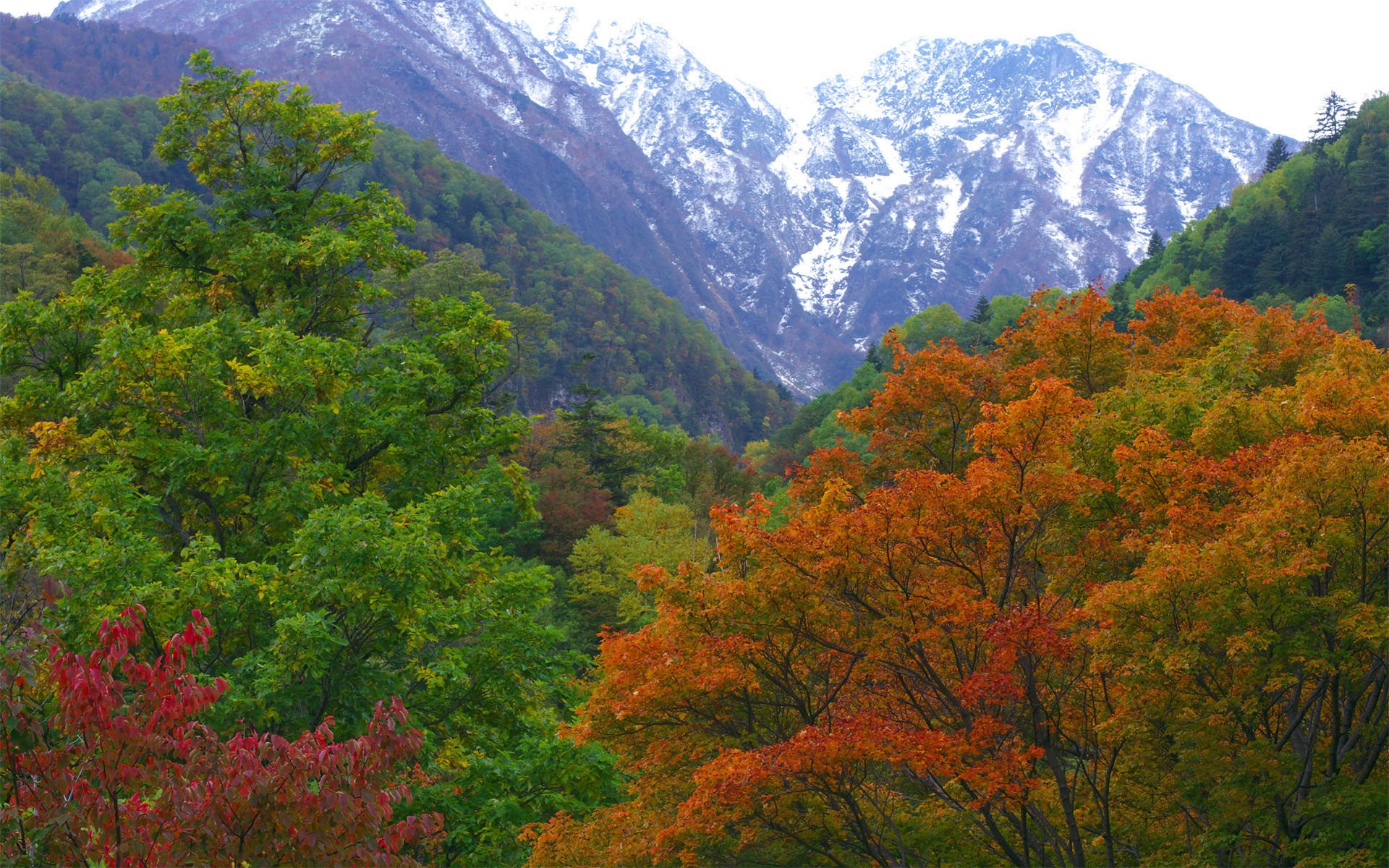 japan natur wald berge herbst