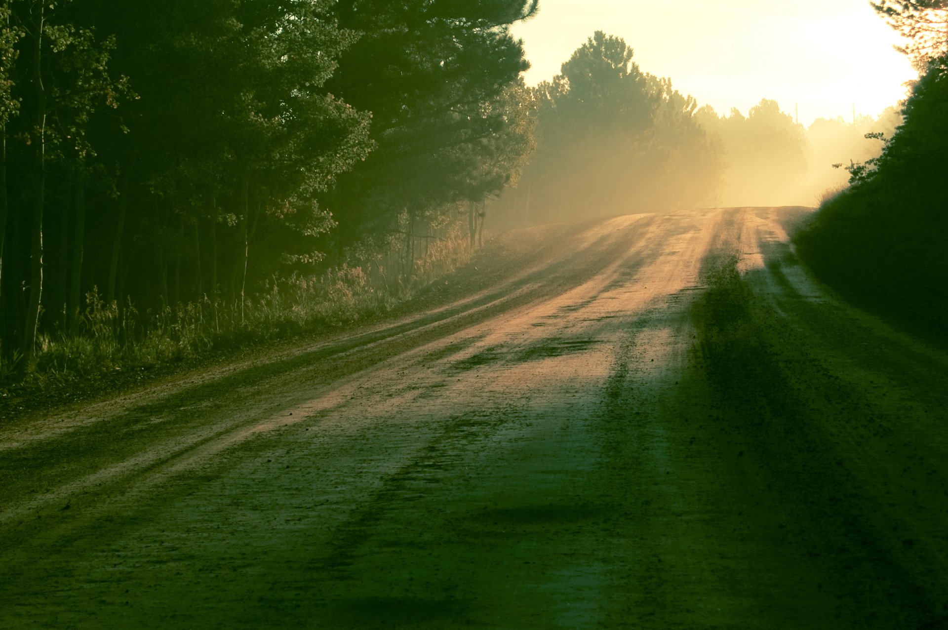 matin soleil lumière route forêt rosée nature