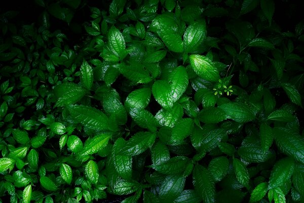 Vegetación húmeda después de la lluvia