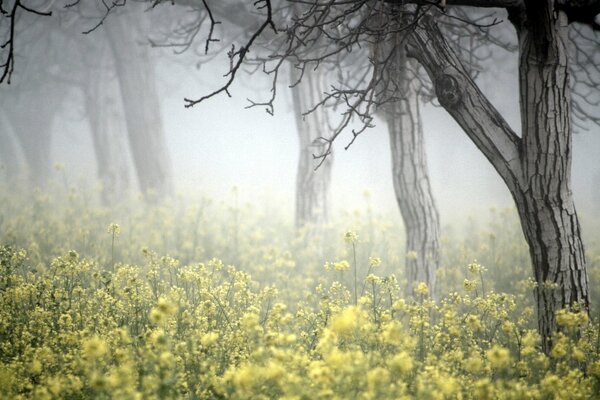 Schöne Natur im Nebel und Blumen