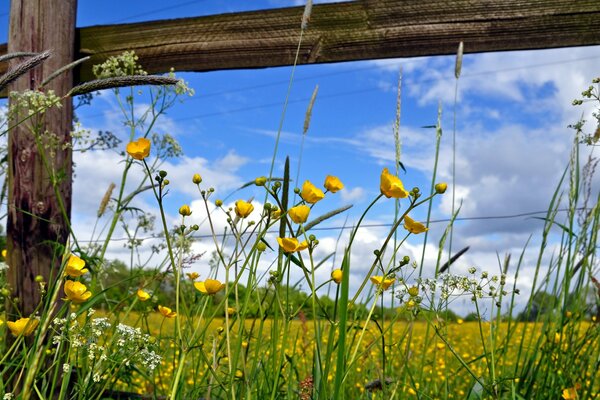 Spring flowers near the fence