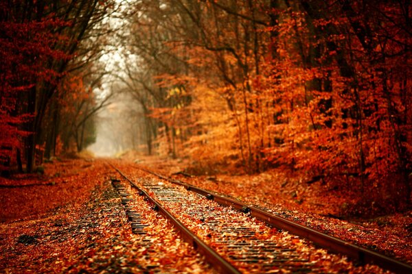 Chemin de fer à travers l automne 3