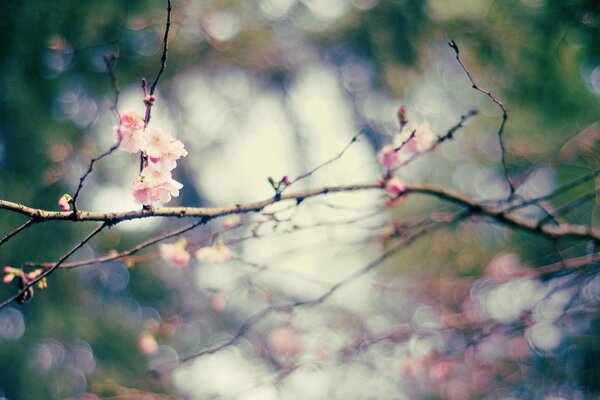 Branches with pink flowers. Spring