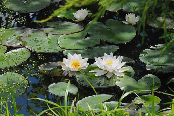 Lys blancs fleurissent dans l étang