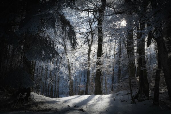 Foresta innevata invernale. Alberi in brina