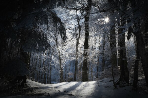 Zimowy zaśnieżony Las. Drzewa w szronie
