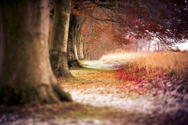 Bosque en otoño cerca de la pista