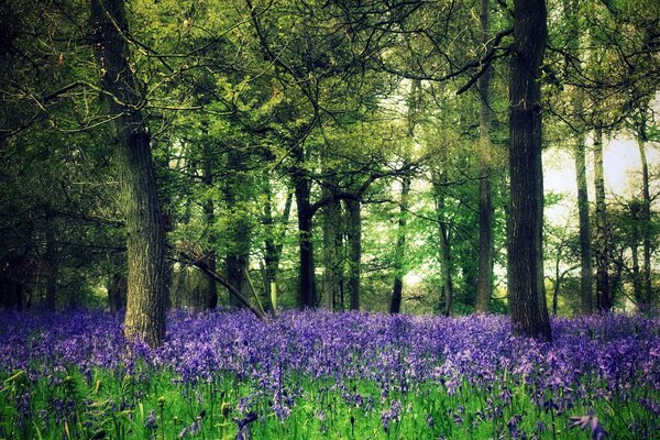 Campo forestale. Fiori viola nella foresta