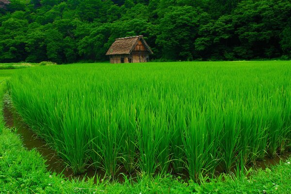 A lonely house in a green forest