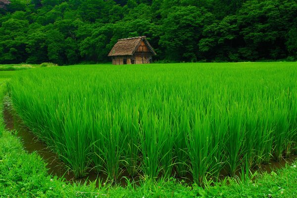 Casa solitaria nella foresta verde