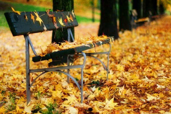 Eine Bank in Blättern. Herbstpark