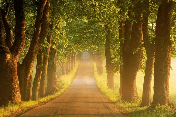 Foggy road in the forest in the morning