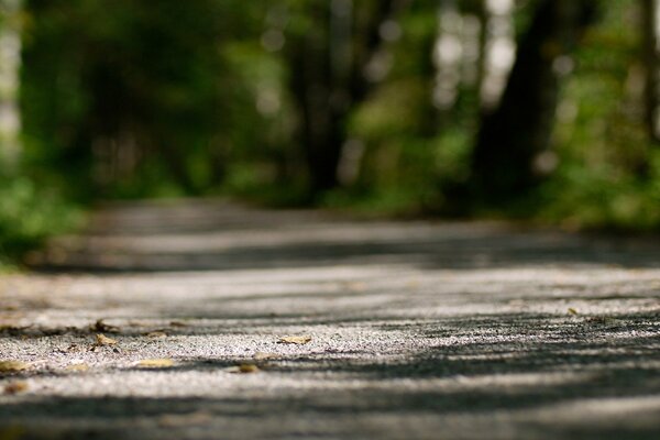 A trail in the forest in focus with a blurry background