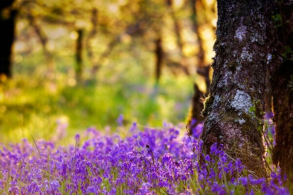 Couleurs violettes dans la forêt