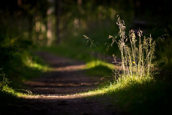 Route herbe lumière nature