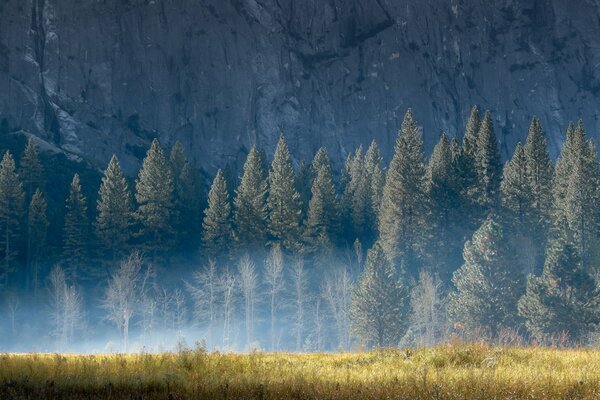 Fog of rocks and trees