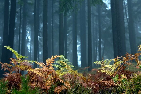 Helecho de otoño en el bosque de niebla