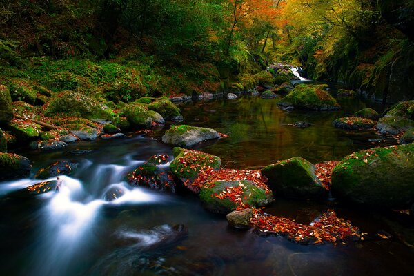 Autumn forest rocky river