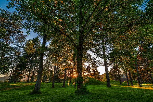 Norwegischer Wald bei Sonnenaufgang