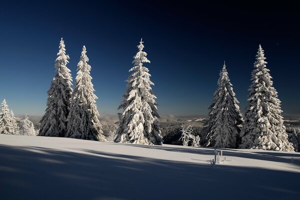 Paesaggio di abeti innevati e cielo blu