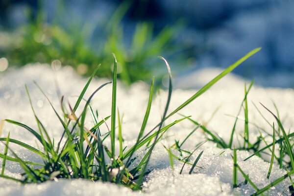 Весенняя зеленая трава в снегу