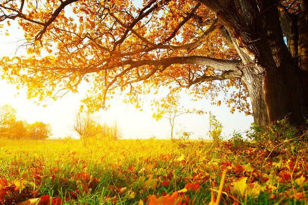 Die Zweige eines großen Baumes, das Gras und die Blätter in den goldenen Strahlen der Sonne