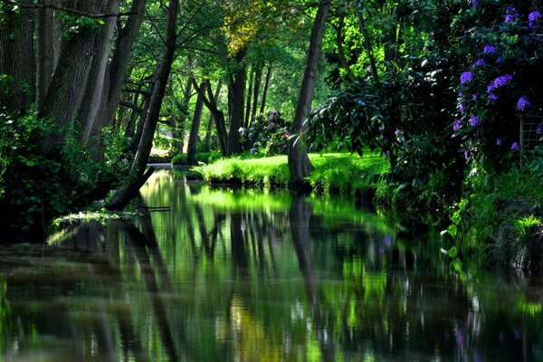 Отражение леса в воде hdr