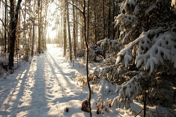 Rayos de sol en el bosque cubierto de nieve