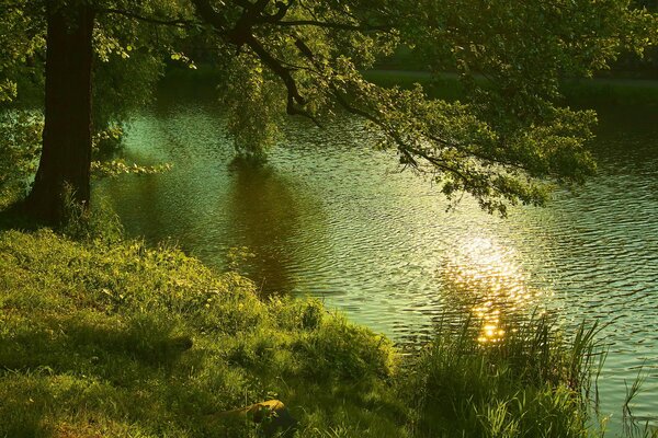 Clima soleado y árbol junto al río