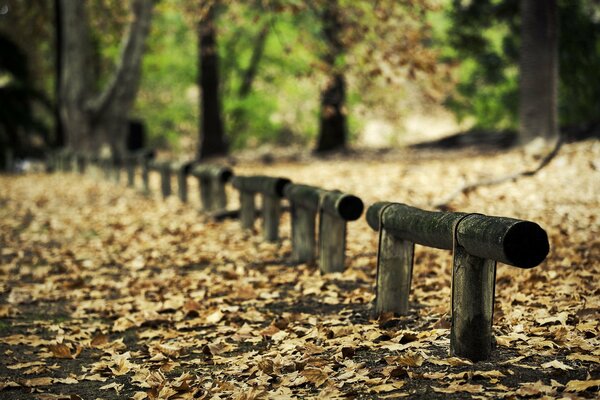 El callejón en el bosque de otoño está vallado