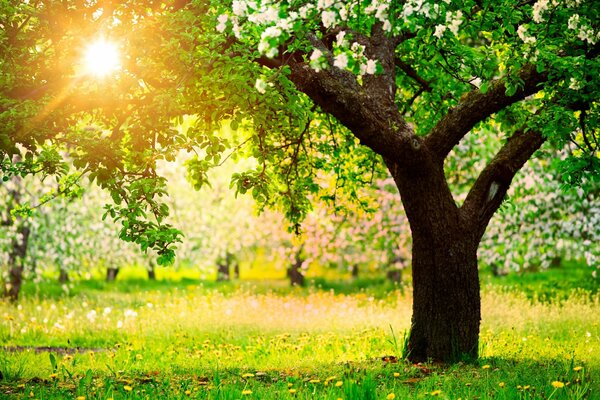 Mattina di primavera con alberi di mele in fiore