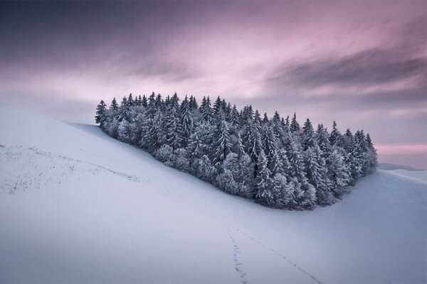 Fondo de pantalla bosque en la nieve