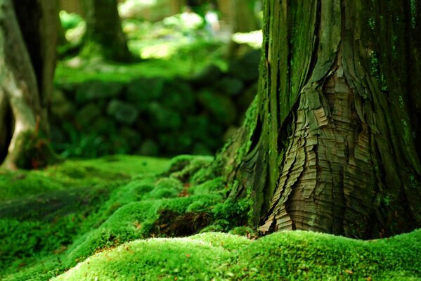 Écorce d arbre recouverte de mousse verte