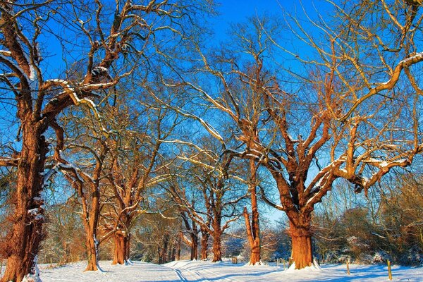 Arbres de la forêt enneigée d hiver