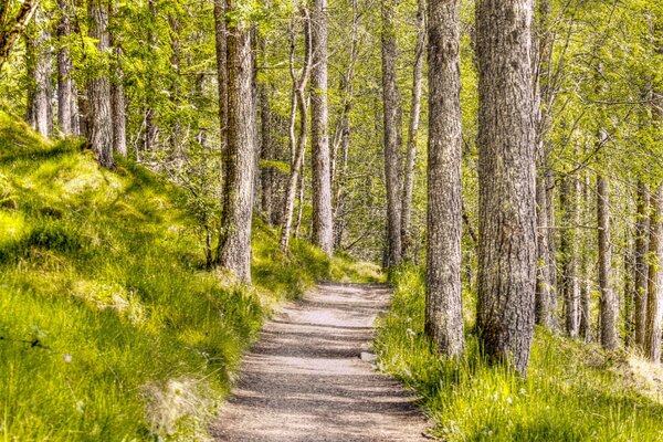 Bosque, hermosa naturaleza, hormona