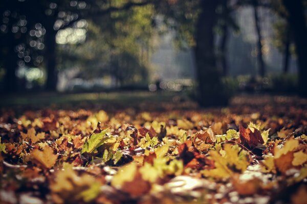 Autumn beautiful park with leaves from trees