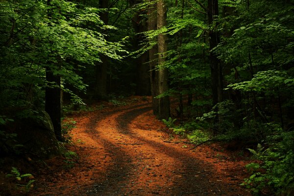 Vuelta de la carretera en el bosque de verano