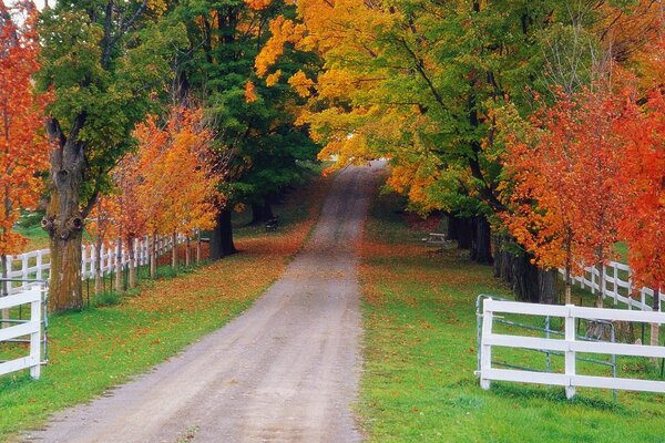 Straße im Herbstwald. Herbstlandschaft in den Vororten