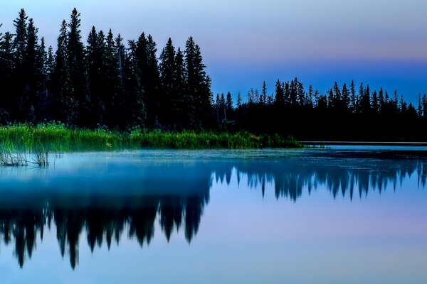 Reflexionen des Waldes in einem nebligen See