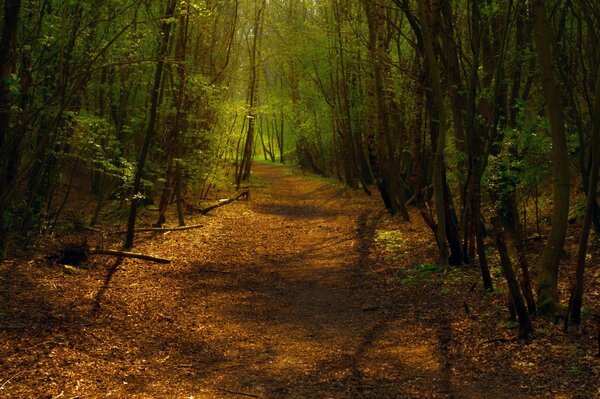 Sentiero nella foresta, foresta solitaria