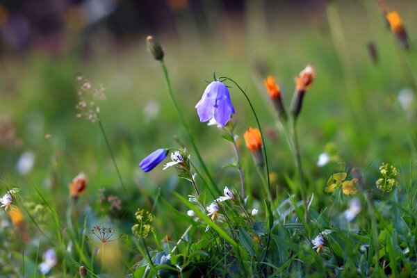 Sommer schöne Blumen Natur