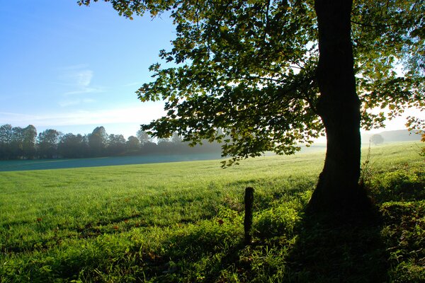 Foto di un albero in una radura soleggiata