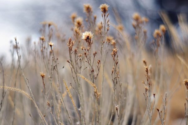 Field with dry grass ea blurred background