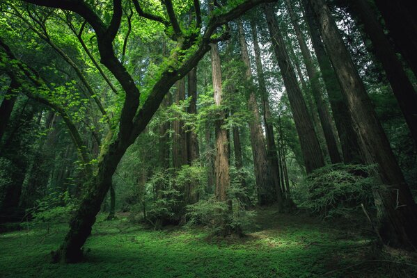 La naturaleza del bosque en toda su magia