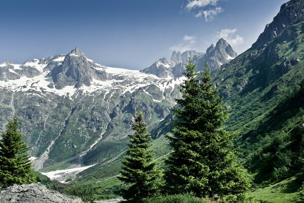 Fir trees against the backdrop of the beautiful nature of the summer Alps