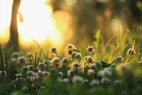 Kleeblüten im Gras vor dem Hintergrund der Morgensonne