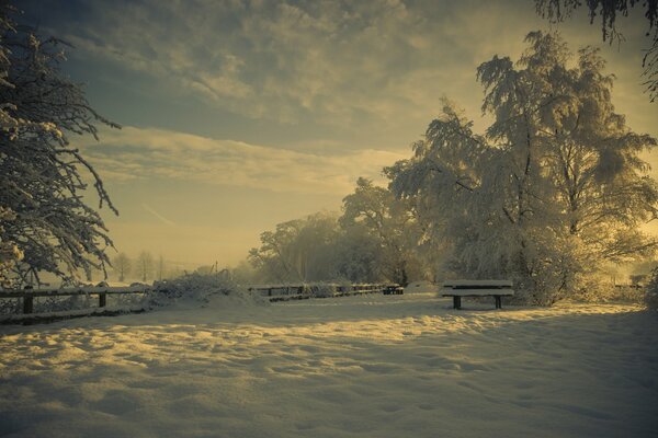 Nature in winter in the park in the snow